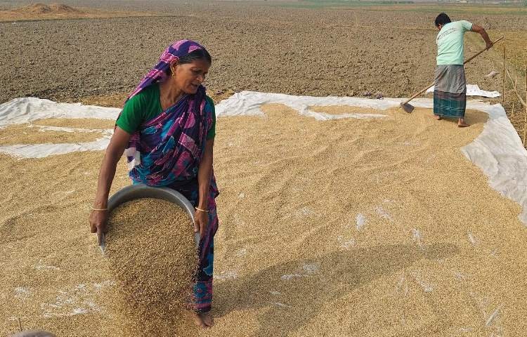 কৃষক এবং কৃষি